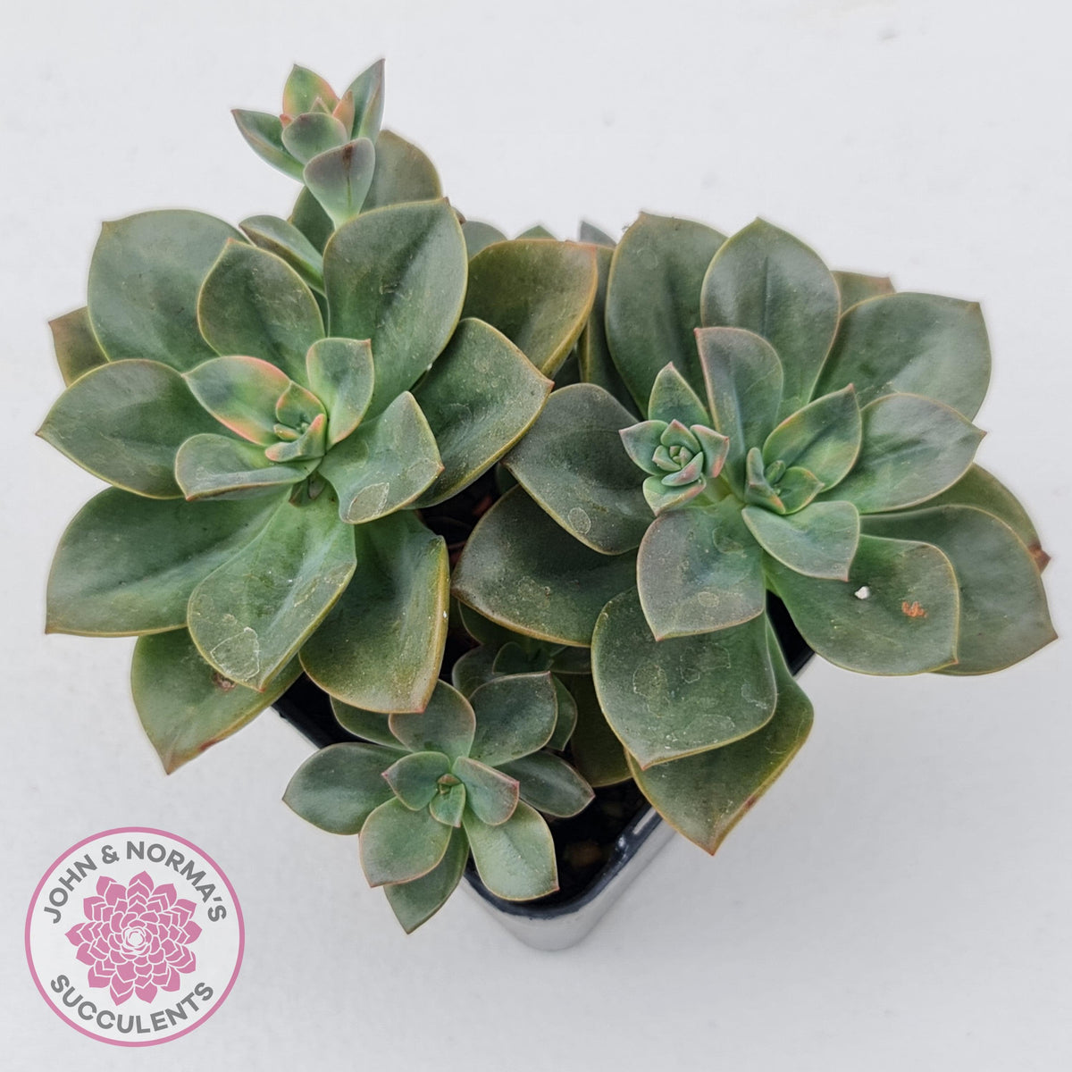 Echeveria Chroma