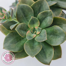 Load image into Gallery viewer, Echeveria Chroma - John & Norma's Succulents