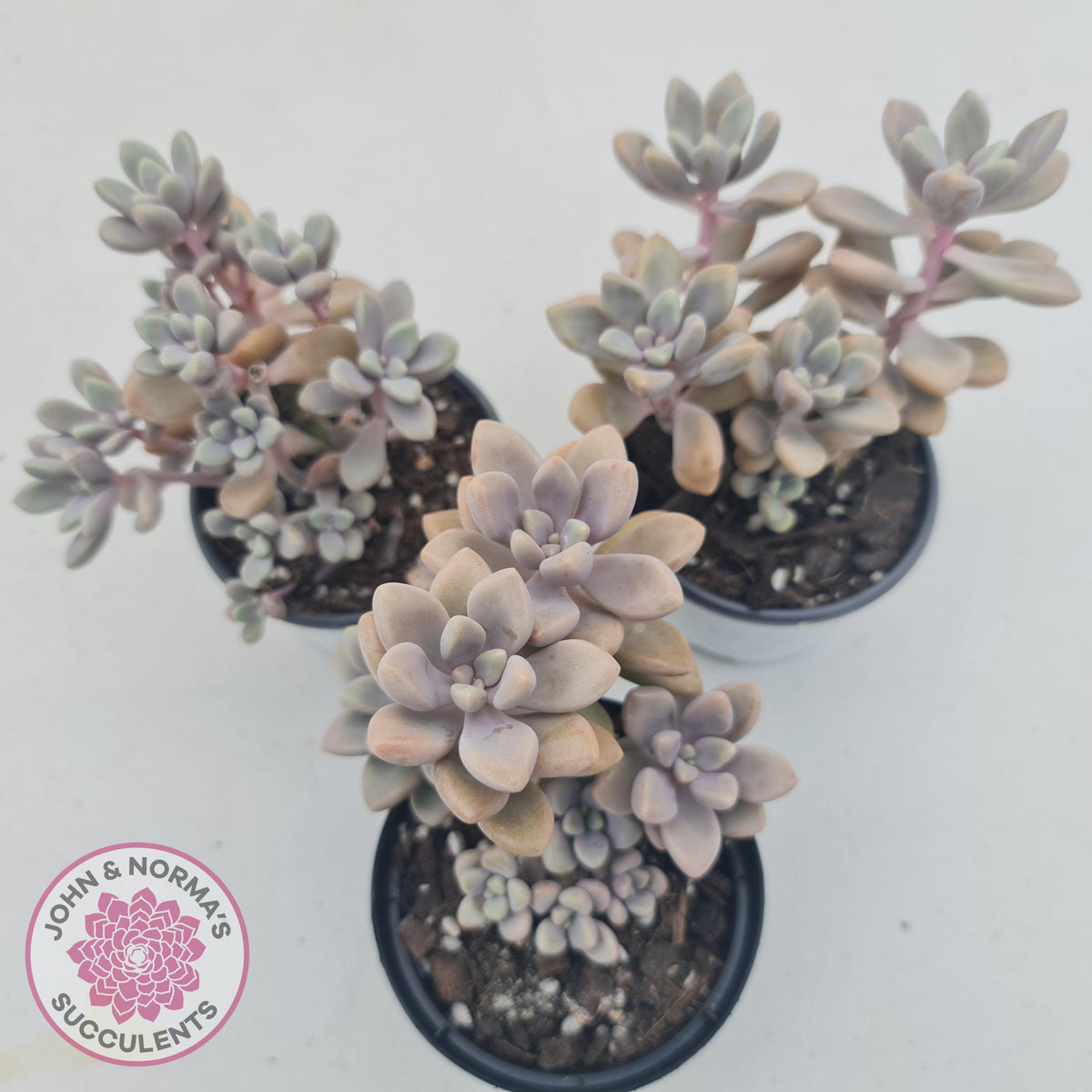 Graptopetalum Ellen - 90mm Large