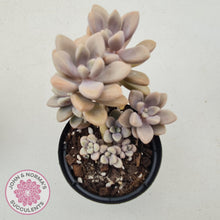 Load image into Gallery viewer, Graptopetalum Ellen - 90mm Large - John & Norma's Succulents