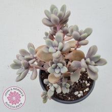 Load image into Gallery viewer, Graptopetalum Ellen - 90mm Large - John & Norma's Succulents