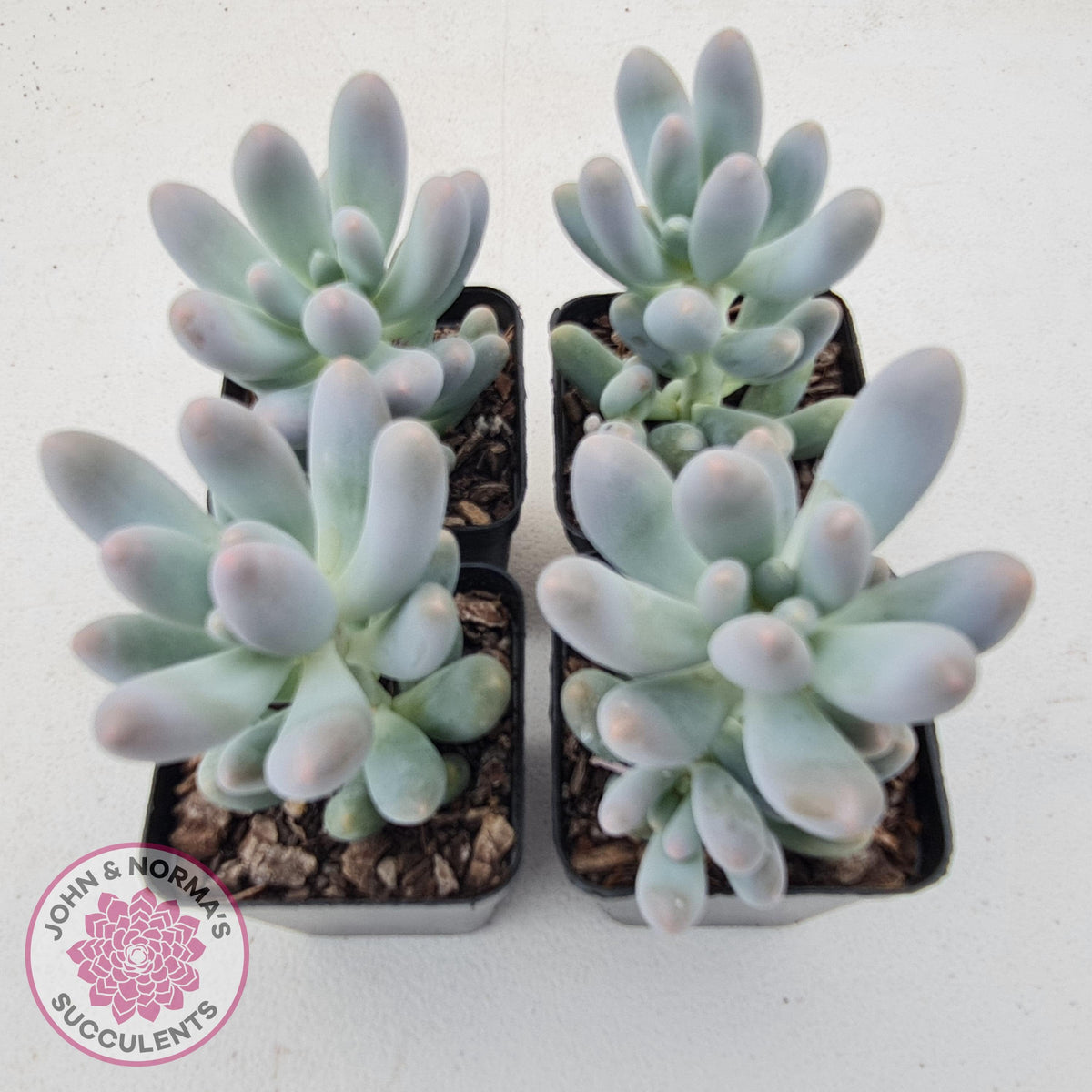 Pachyveria 'Angel's finger' hybrid
