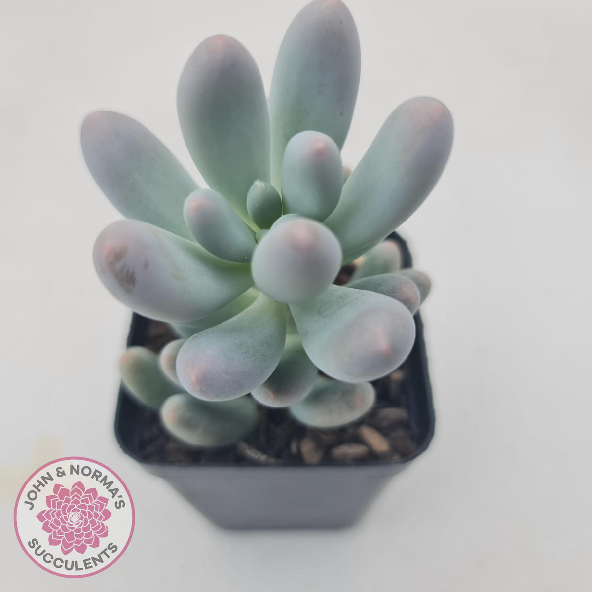 Pachyveria 'Angel's finger' hybrid