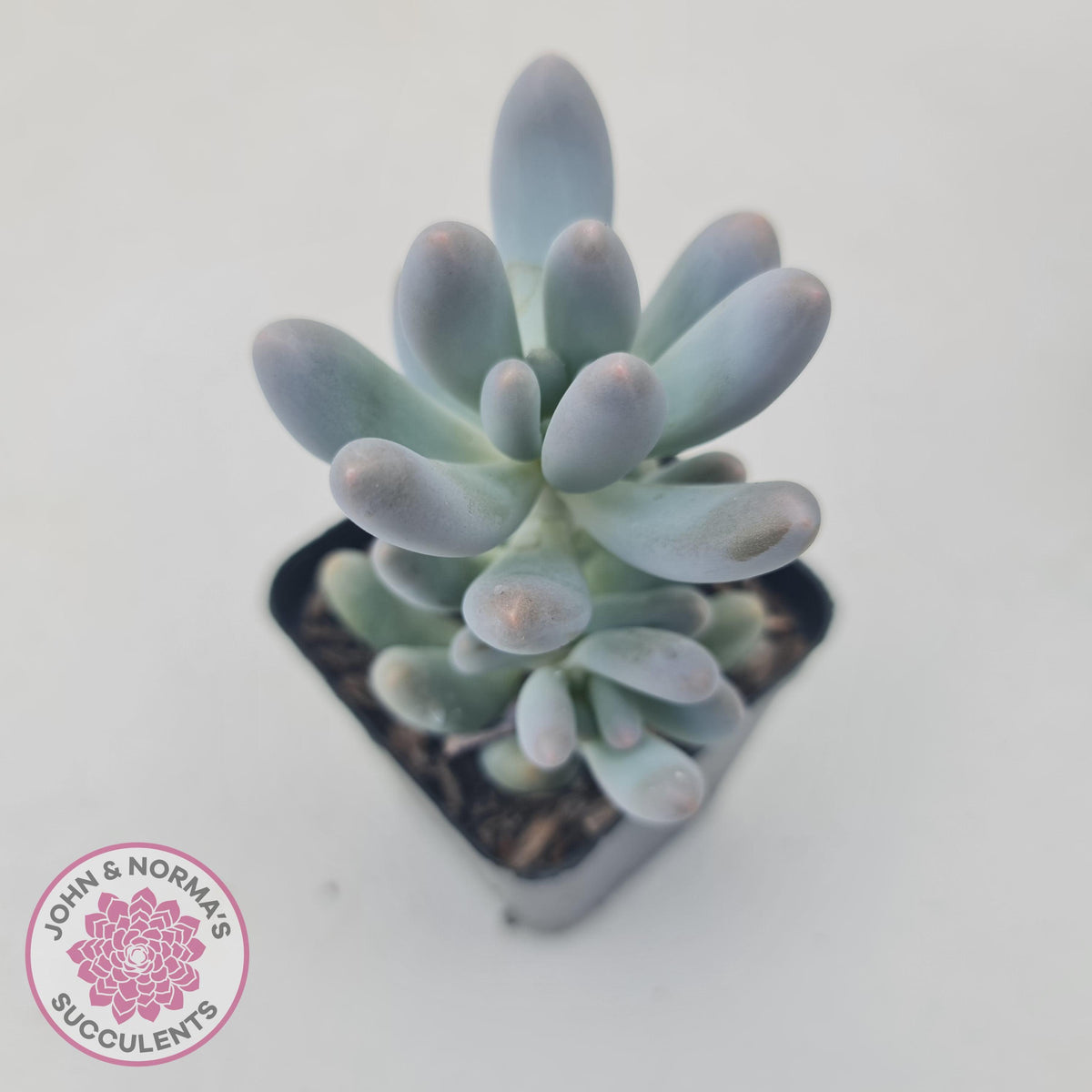 Pachyveria 'Angel's finger' hybrid