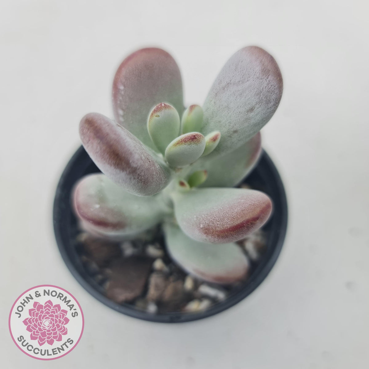 Cotyledon Oophylla - Asian Round Form