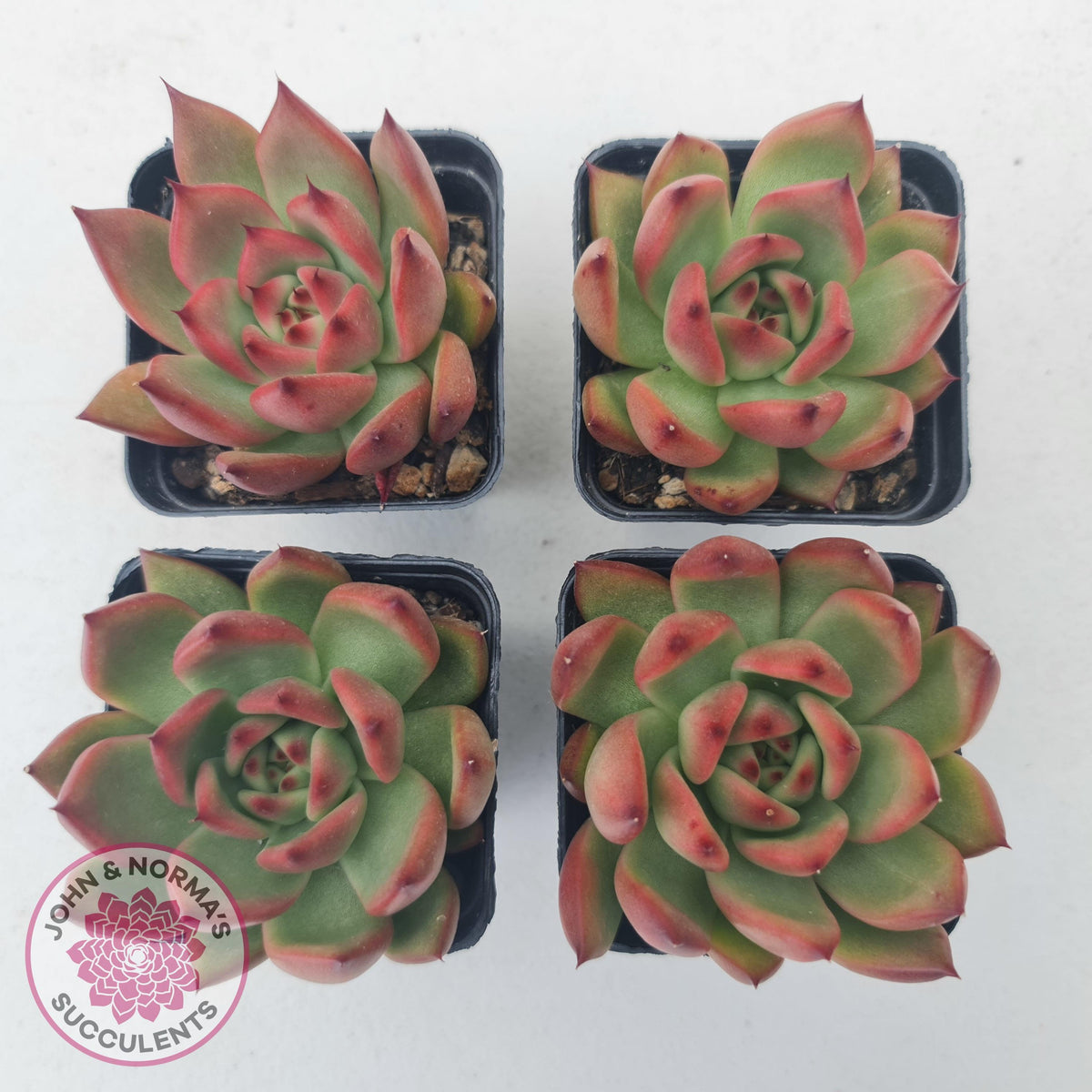 Echeveria Honey Pink