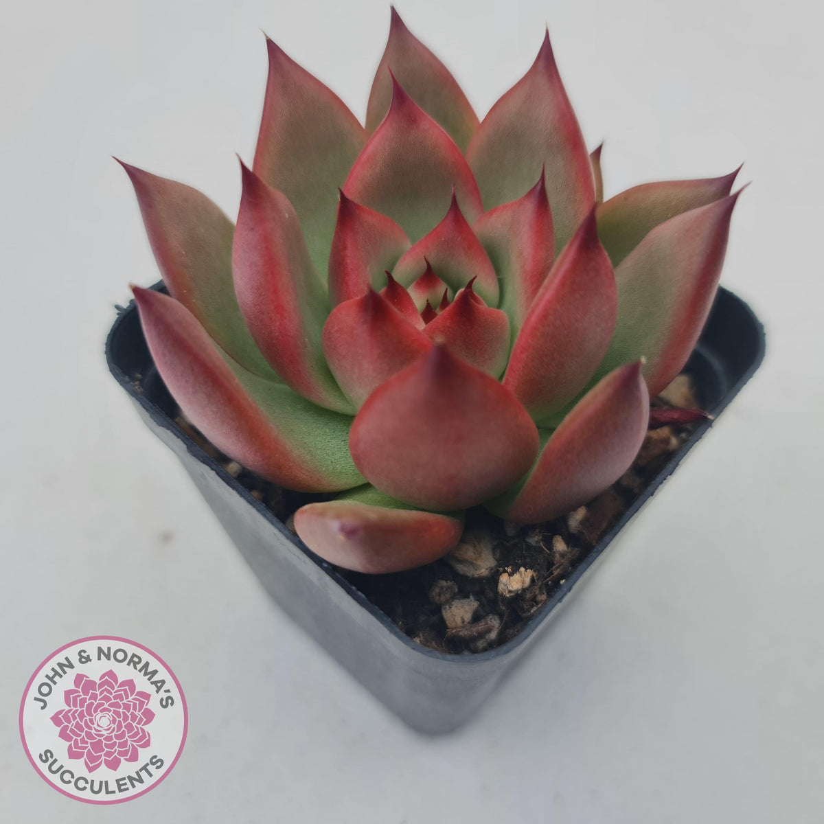 Echeveria Honey Pink