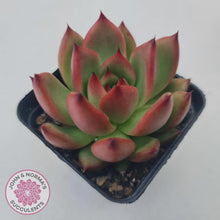 Load image into Gallery viewer, Echeveria Honey Pink - John & Norma's Succulents