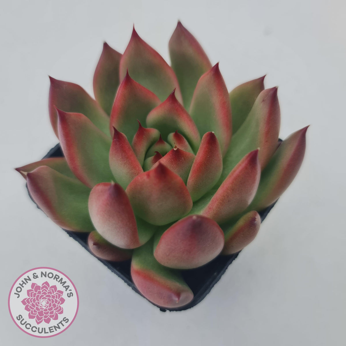Echeveria Honey Pink