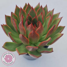 Load image into Gallery viewer, Echeveria Agavoides Benimusume - 100mm Extra Large - John & Norma's Succulents