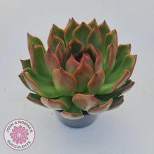 Load image into Gallery viewer, Echeveria Agavoides Benimusume - 100mm Extra Large - John & Norma's Succulents