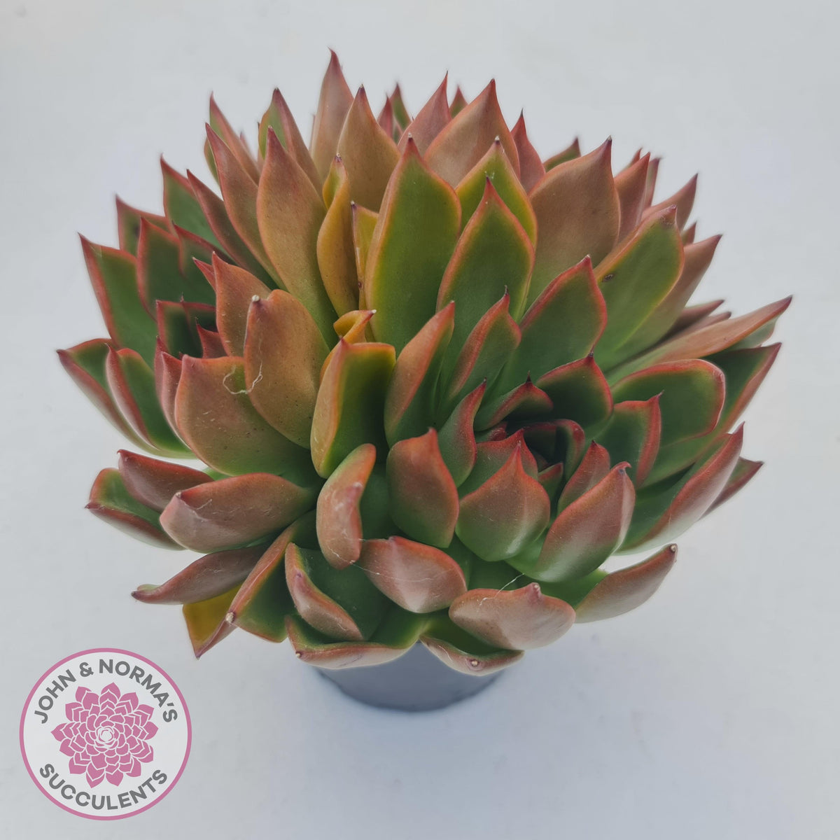 Echeveria Agavoides Benimusume - 100mm XL