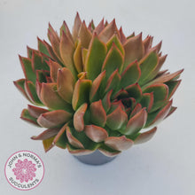 Load image into Gallery viewer, Echeveria Agavoides Benimusume - 100mm Extra Large - John & Norma's Succulents