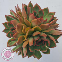 Load image into Gallery viewer, Echeveria Agavoides Benimusume - 100mm Extra Large - John & Norma's Succulents