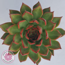 Load image into Gallery viewer, Echeveria Agavoides Benimusume - 100mm Extra Large - John & Norma's Succulents