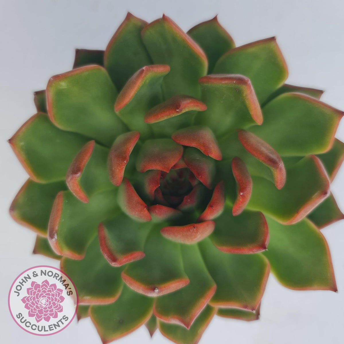 Echeveria Agavoides Benimusume - 100mm XL