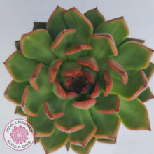 Load image into Gallery viewer, Echeveria Agavoides Benimusume - 100mm Extra Large - John & Norma's Succulents