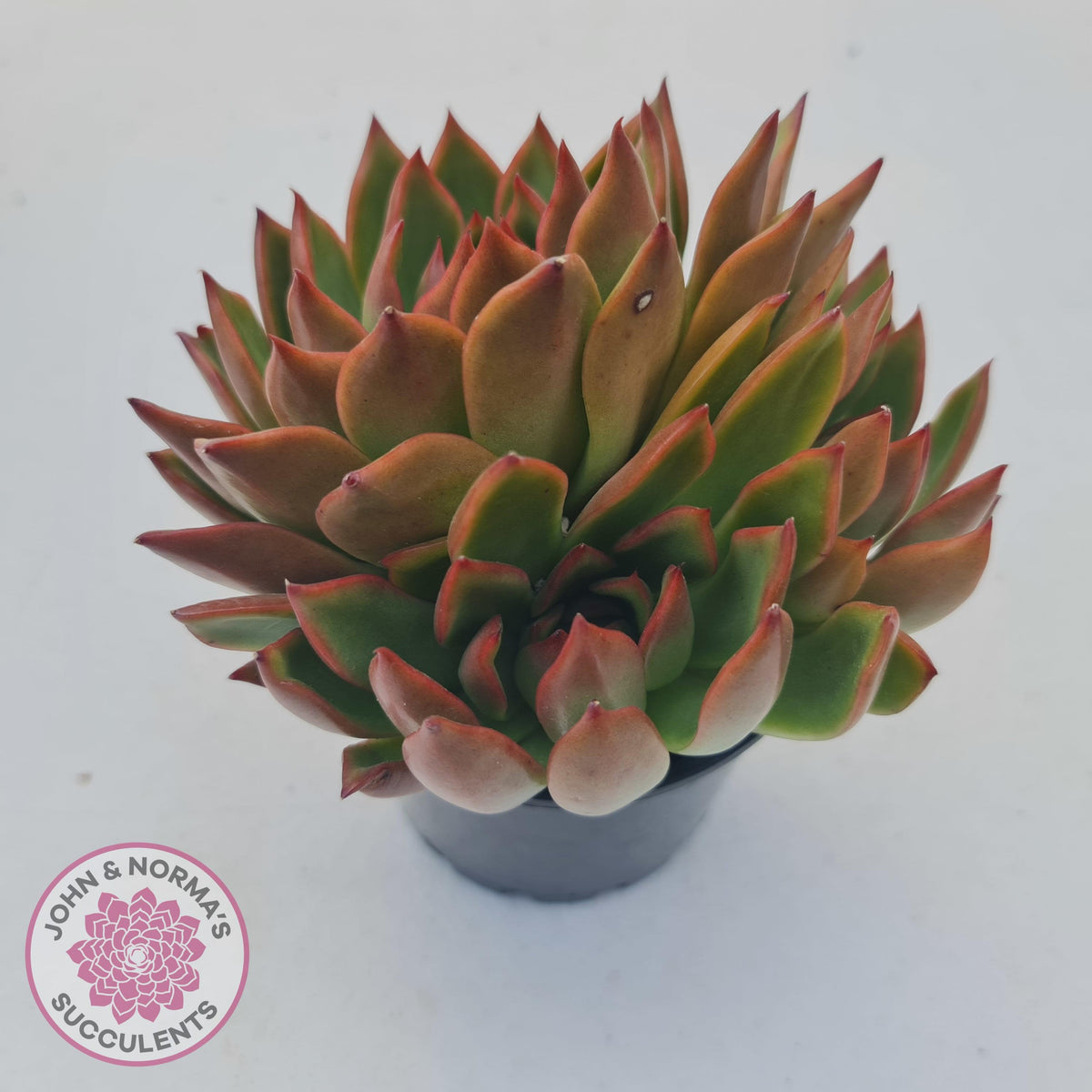 Echeveria Agavoides Benimusume - 100mm XL