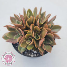 Load image into Gallery viewer, Echeveria Green Smile - John & Norma's Succulents