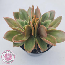 Load image into Gallery viewer, Echeveria Green Smile - John & Norma's Succulents