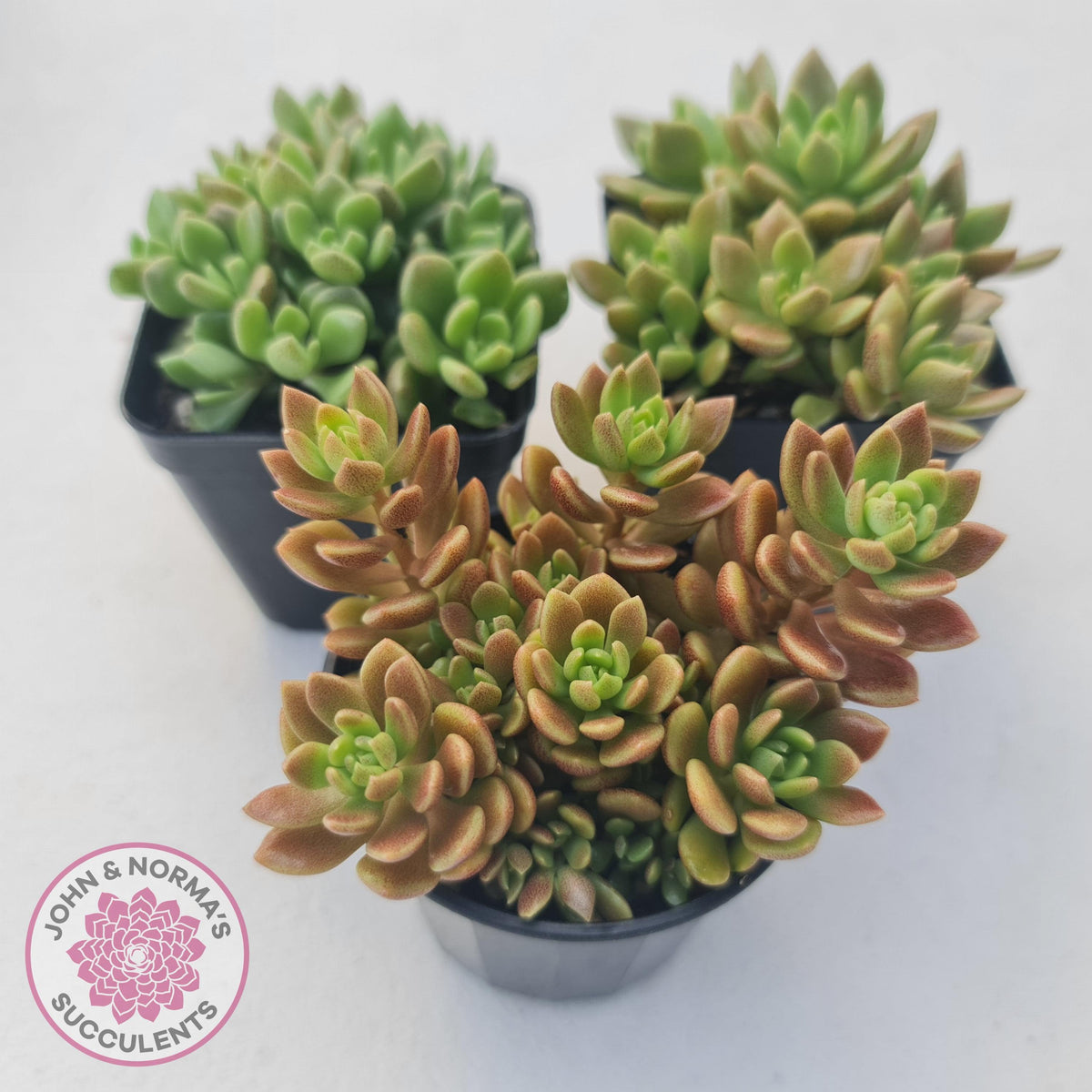 Sinocrassula densirosulata