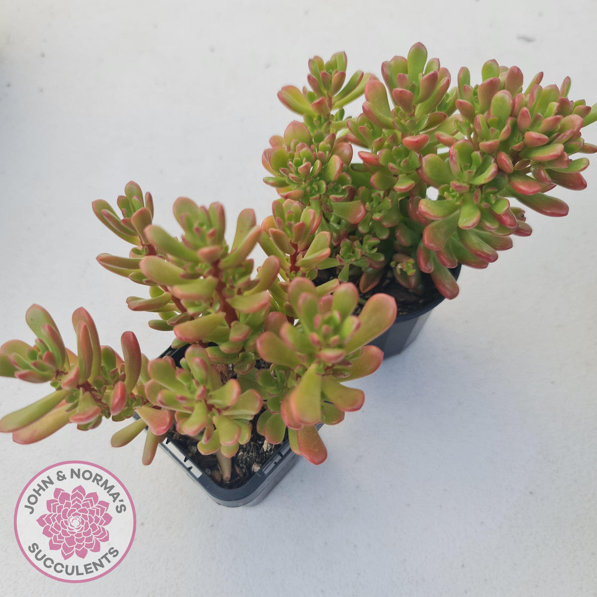 Sedum 'Joyce Tulloch'