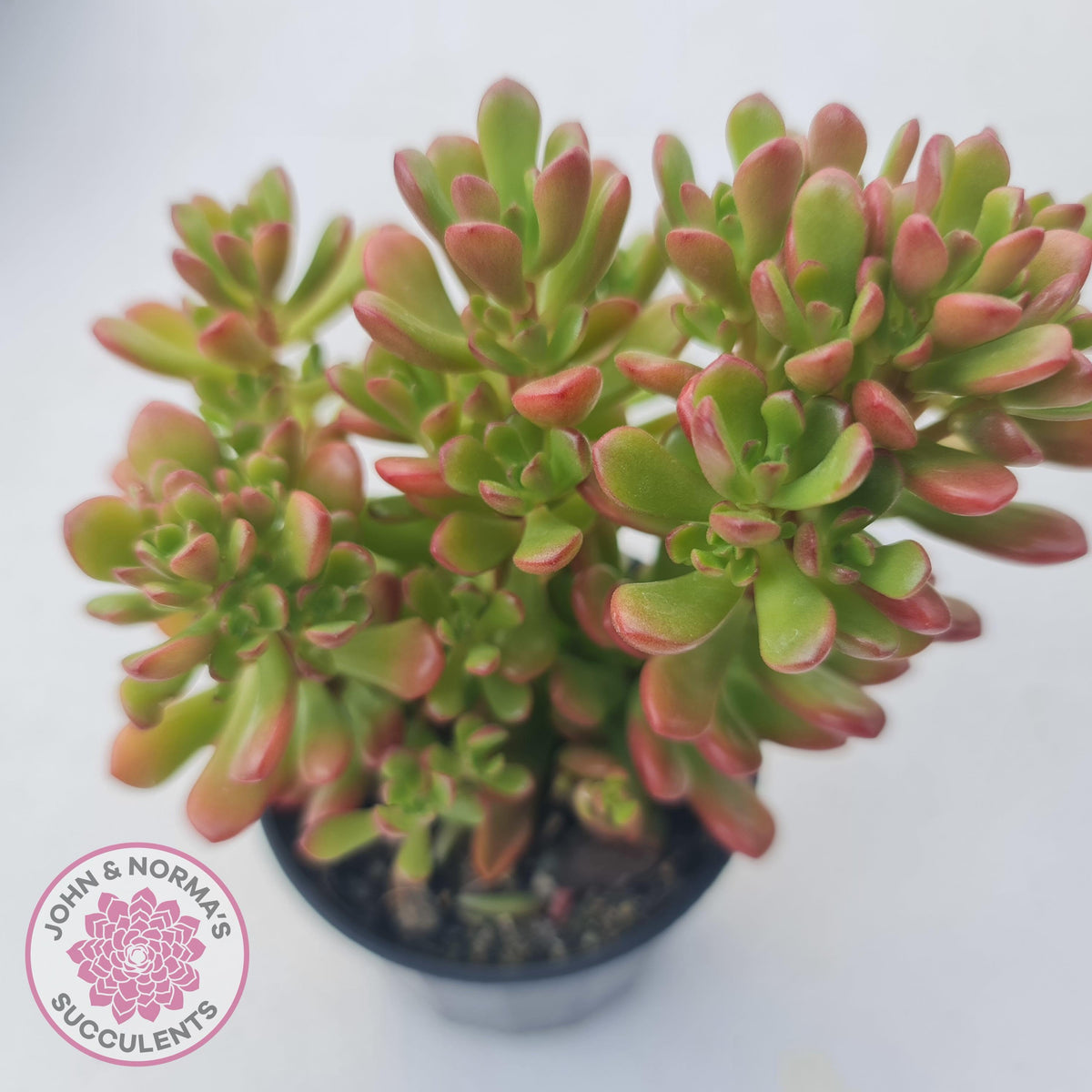 Sedum 'Joyce Tulloch'