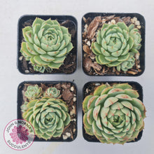 Load image into Gallery viewer, Echeveria Ben Badis - John & Norma's Succulents