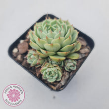 Load image into Gallery viewer, Echeveria Ben Badis - John & Norma's Succulents