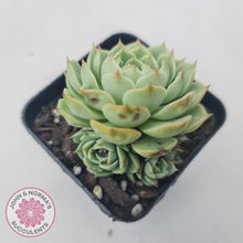 Load image into Gallery viewer, Echeveria Ben Badis - John & Norma's Succulents