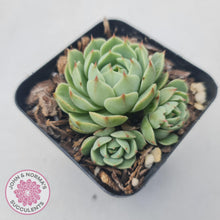 Load image into Gallery viewer, Echeveria Ben Badis - John & Norma's Succulents