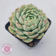 Load image into Gallery viewer, Echeveria Ben Badis - John & Norma's Succulents