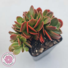 Load image into Gallery viewer, Echeveria Fimbriata Fasciculata Crest - John & Norma's Succulents