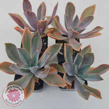 Load image into Gallery viewer, Graptoveria Fred Ives - John & Norma's Succulents