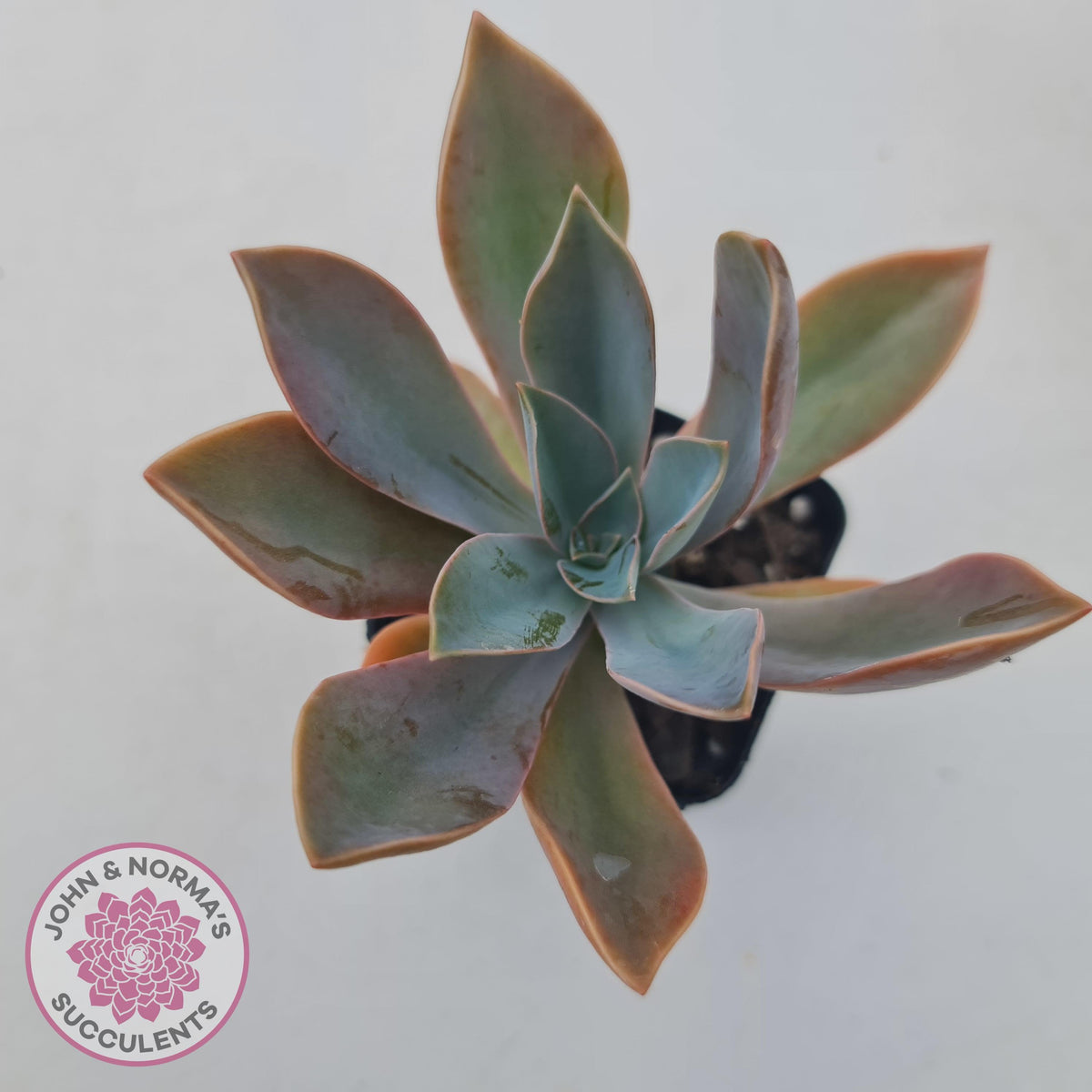 Graptoveria Fred Ives