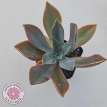 Load image into Gallery viewer, Graptoveria Fred Ives - John & Norma's Succulents