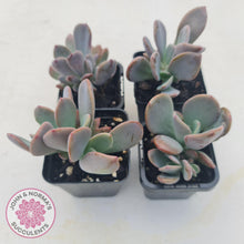 Load image into Gallery viewer, Pachyveria Blue Tongue - John & Norma's Succulents