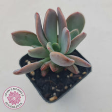 Load image into Gallery viewer, Pachyveria Blue Tongue - John & Norma's Succulents