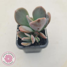 Load image into Gallery viewer, Pachyveria Blue Tongue - John & Norma's Succulents