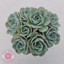 Load image into Gallery viewer, Echeveria Peaches and Cream - John & Norma's Succulents