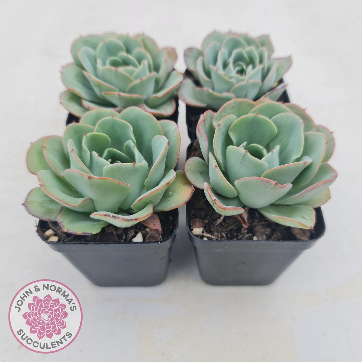 Echeveria Peaches and Cream