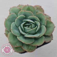 Load image into Gallery viewer, Echeveria Peaches and Cream - John & Norma's Succulents