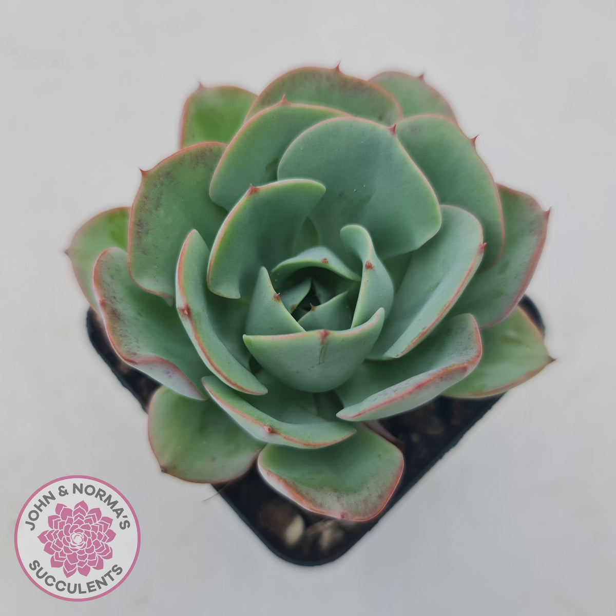 Echeveria Peaches and Cream