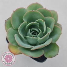 Load image into Gallery viewer, Echeveria Peaches and Cream - John & Norma's Succulents