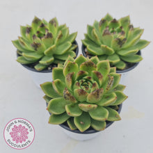 Load image into Gallery viewer, Echeveria Black Rose - 90mm Large - John & Norma's Succulents