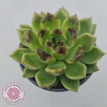 Load image into Gallery viewer, Echeveria Black Rose - 90mm Large - John & Norma's Succulents