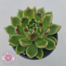 Load image into Gallery viewer, Echeveria Black Rose - 90mm Large - John & Norma's Succulents