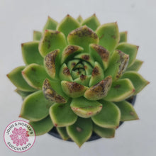 Load image into Gallery viewer, Echeveria Black Rose - 90mm Large - John & Norma's Succulents