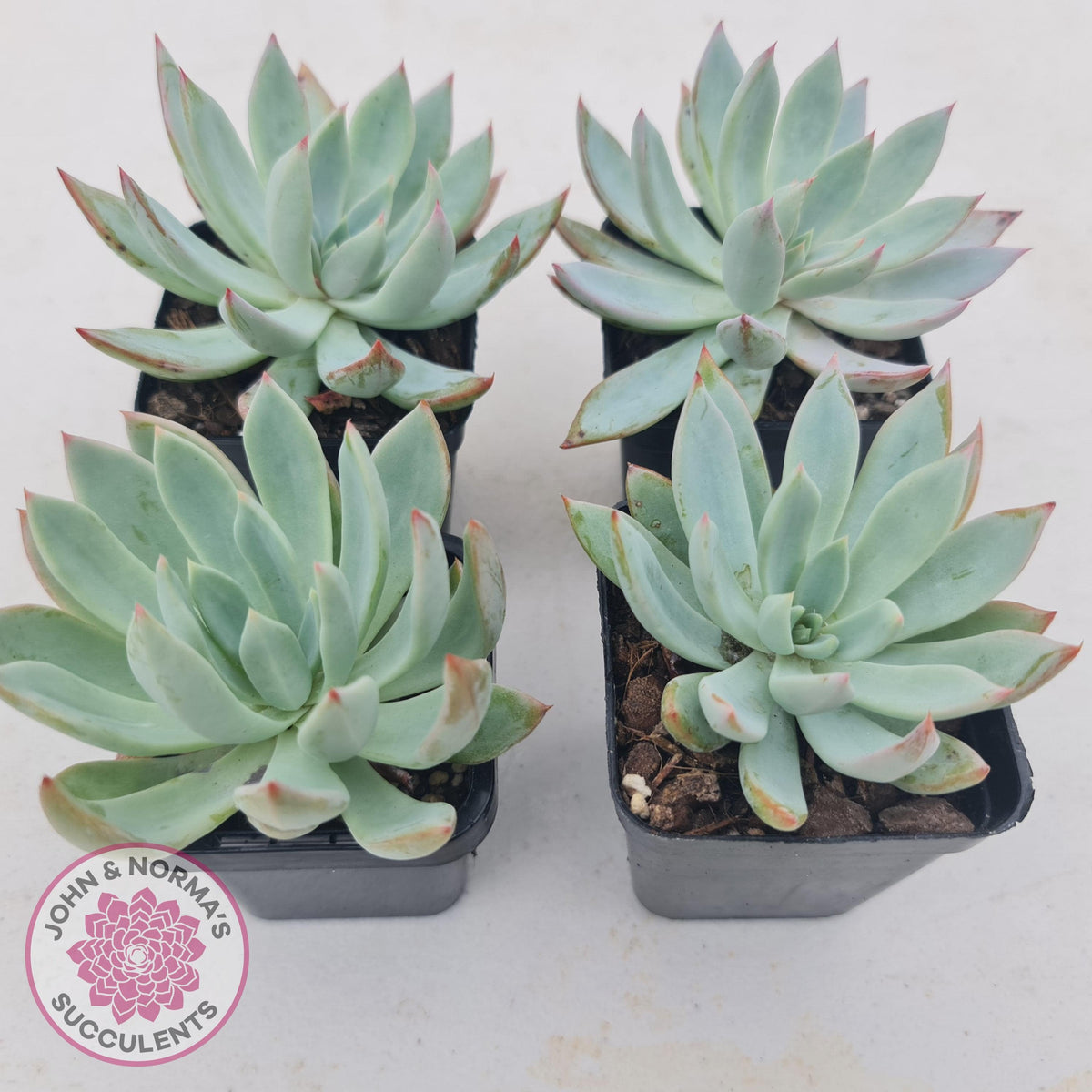 Echeveria 'Cleone'