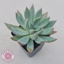 Load image into Gallery viewer, Echeveria Cleone - John & Norma's Succulents